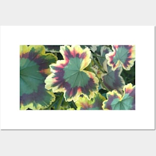 Geranium (Pelargonium) Leaves Posters and Art